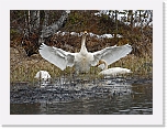 joutsenet_whooper swans * 640 x 472 * (175KB)